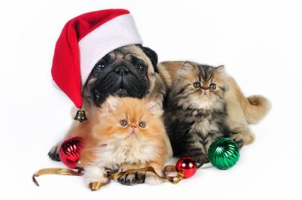 Cute Christmas Pets