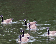 Main Street Lake Cruises Mother's Day Lake Cruise Package