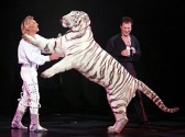 Untamed Illusions, Branson MO Shows (0)