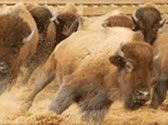 Dixie Stampede, Branson MO Shows