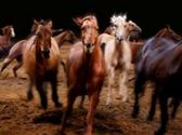 Dixie Stampede
