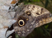 Butterfly Palace & Rainforest Adventure, Branson MO Shows (2)