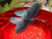 Butterfly Palace & Rainforest Adventure