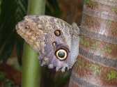 Butterfly Palace & Rainforest Adventure