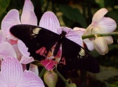 Butterfly Palace & Rainforest Adventure