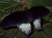 Butterfly Palace & Rainforest Adventure