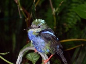 Butterfly Palace & Rainforest Adventure
