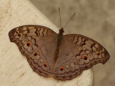 Butterfly Palace & Rainforest Adventure