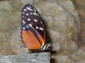 Butterfly Palace & Rainforest Adventure