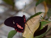 Butterfly Palace & Rainforest Adventure