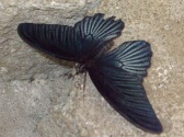 Butterfly Palace & Rainforest Adventure