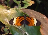 Butterfly Palace & Rainforest Adventure