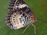 Butterfly Palace & Rainforest Adventure