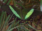 Butterfly Palace & Rainforest Adventure