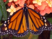 Butterfly Palace & Rainforest Adventure