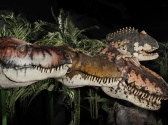 Dinosaur Museum, Branson MO Shows (1)
