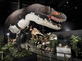 Dinosaur Museum, Branson MO Shows (0)
