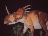 Dinosaur Museum