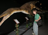 Dinosaur Museum
