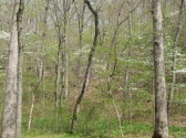 Dogwood Canyon Park Activities
