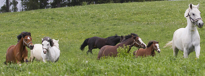 Horseback Riding In Branson