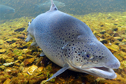 Shepherd of the Hills Fish Hatchery