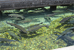 Shepherd of the Hills Fish Hatchery