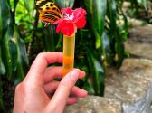 Butterfly Palace & Rainforest Adventure