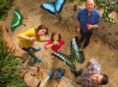 Butterfly Palace & Rainforest Adventure