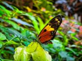 Butterfly Palace & Rainforest Adventure
